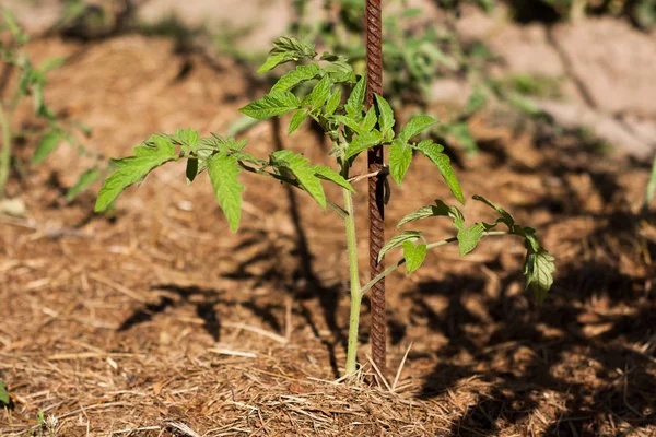 Ung planta tomat med järn Stick växer i trädgården. — Stockfoto