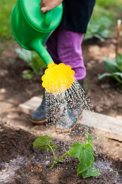 Pequena menina rega de água pode pepino no jardim . — Fotografia de Stock