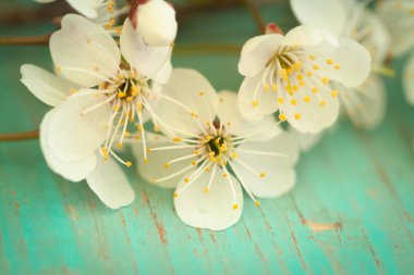 Eski ahşap masa çiçekleri kiraz.