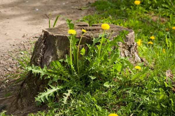 Blomma gräs maskros växer nära stubbe. — Stockfoto