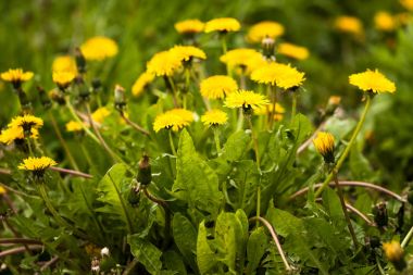Çiçekler sarı çayır üzerinde büyüyen karahindiba.