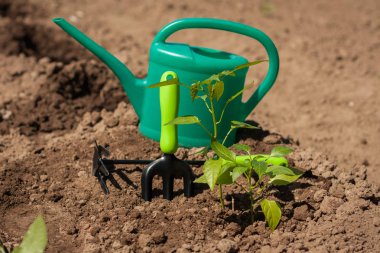 Bitkiler yetkin n Gardenr ile Bahçe aletleri.