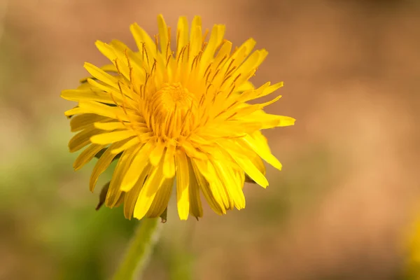 Flower Yellow Dandelion On Blurred Background. — Stock Photo, Image