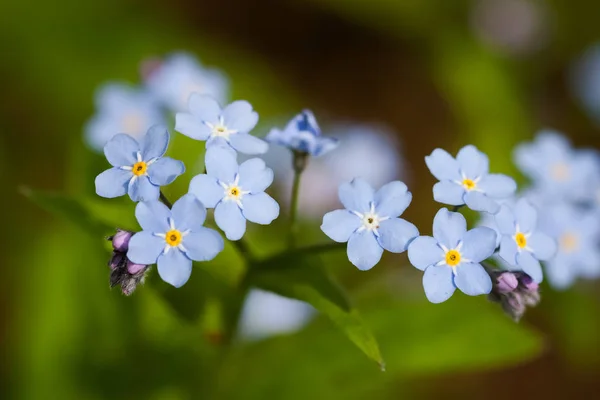 Modré květy pomněnky (Myosotis) rostoucí v zahradě. — Stock fotografie