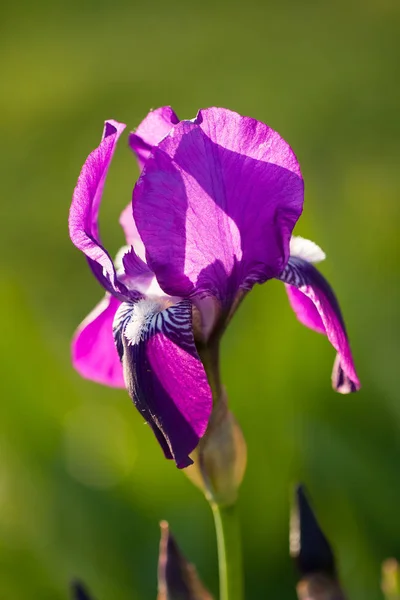 Květiny Iris na zeleném pozadí v zahradě. — Stock fotografie