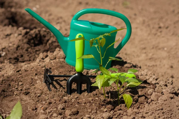 Bitkiler yetkin n Gardenr ile Bahçe aletleri.