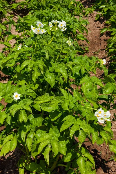 Unga plantor potatis med vita blommor på fältet. — Stockfoto