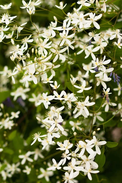 Flowers Clematis Paniculata Growing In Garden. — Stock Photo, Image