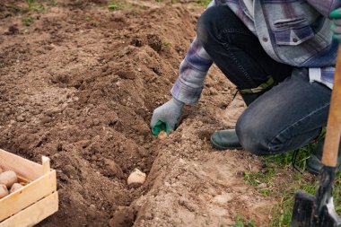Genç bitki patates bahçesinde toprağa dikim çiftçi.