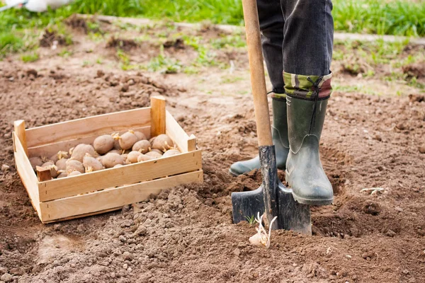 Hombre agricultor en botas de goma con pala y patatas en el suelo I — Foto de Stock