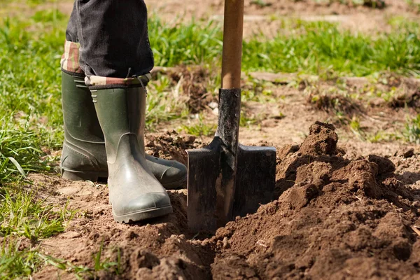 Mannelijke boer In rubberen laarzen met schop In de grond In lente Sunn — Stockfoto