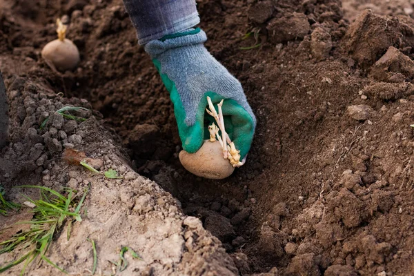 정원에서 지상에 젊은 공장 감자를 재배 하는 농부. — 스톡 사진