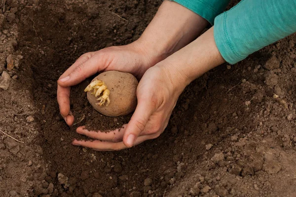 Planta de papa con tierra en las manos de las mujeres . —  Fotos de Stock