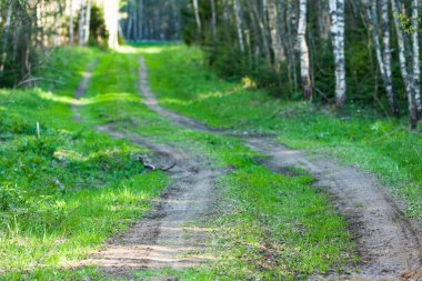 Bahar manzara yolu ormandaki.