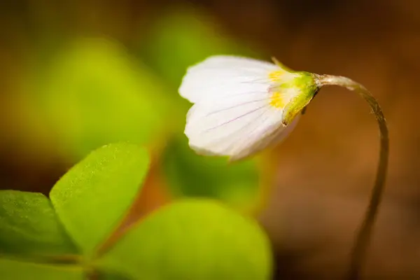 Küçük beyaz çiçek Anemone arka plan bulanık yeşil yaprakların üzerinde — Stok fotoğraf