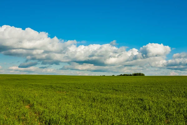 Πράσινο σιτάρι στο πεδίο κάτω από το γαλάζιο του ουρανού. — Φωτογραφία Αρχείου