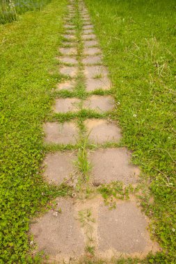 Çim ve bahçe içinde çimento levha yolda karınca yuvası.