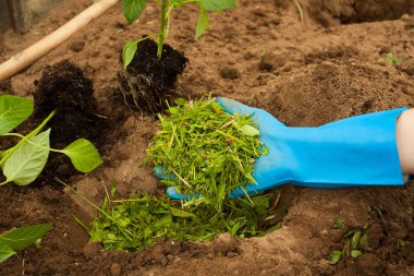 Biber ekime el çiftçi çim derinin üst koymak