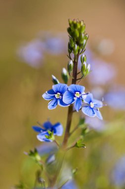 Kır çiçekleri Veronica büyümek çayır sahada.