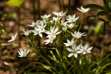 Çiçekler tükürük otu Flowerbed içinde büyümek.