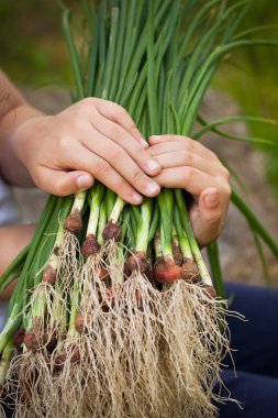 Taze yeşil soğan çocuk el ele tutuşur.