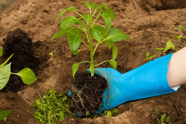 Pimenta jovem da planta do fazendeiro da mão no solo . — Fotografia de Stock