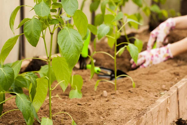 Plantas de pimenta com folhas crescendo no jardim — Fotografia de Stock