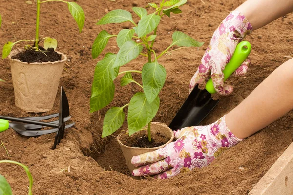 Pimenta jovem da planta do fazendeiro da mão no solo com grama . — Fotografia de Stock