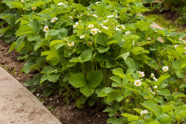 Frisk buske med vita blommor av jordgubb — Stockfoto