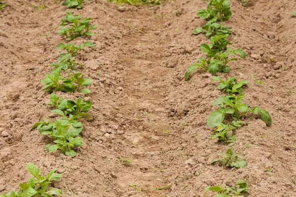 .Groddar av potatis växer från marken på potatis fält. — Stockfoto