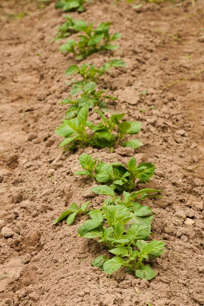 .Germogli di patate che crescono dal suolo sul campo di patate . — Foto Stock