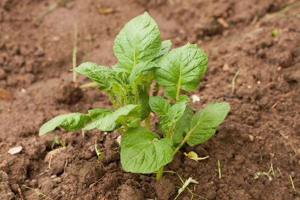 Unga Sprout av potatis med gröna blad som växer från marken. — Stockfoto