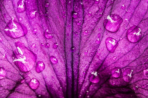 Violet, Purple Petal Of Flower Iris. — Stock Photo, Image