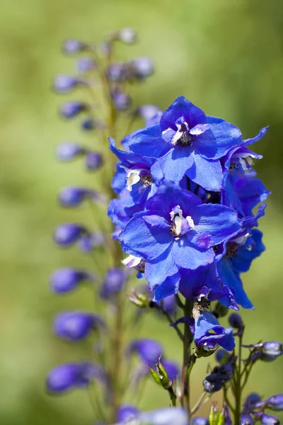 Modrá květina Delphinium v zahradě. — Stock fotografie