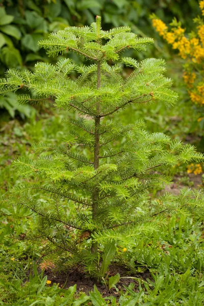 Kleine boom Abies In tuin. — Stockfoto