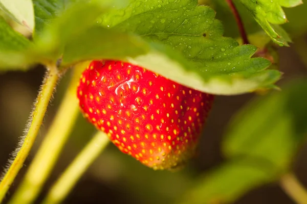 Morango vermelho que cresce no jardim . — Fotografia de Stock