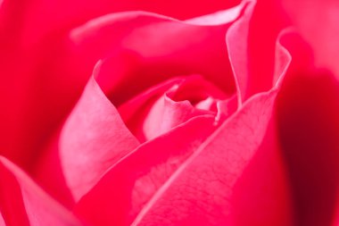 Çiçek bahçesinde hafifçe kırmızı gül.