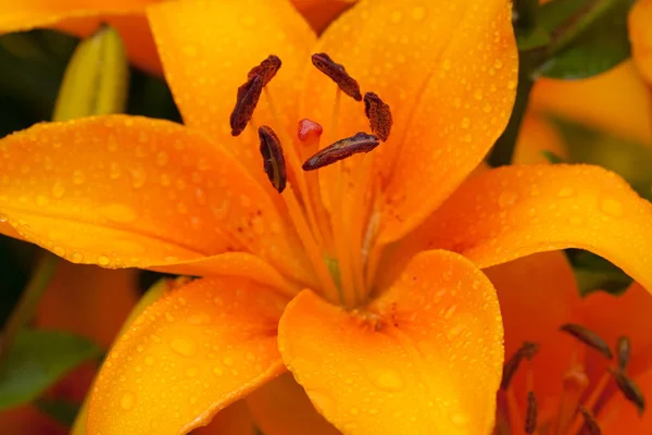 Bellissimi fiori di Lily vantaggio . — Foto Stock