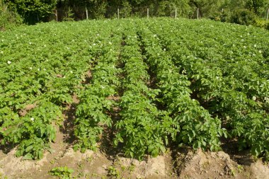 Patates bitkiler bahçede.