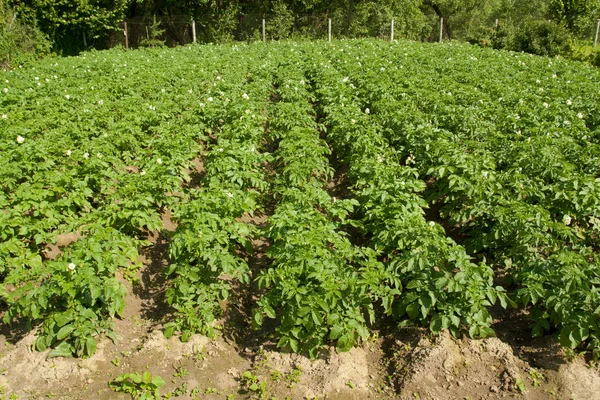 Patates bitkiler bahçede.