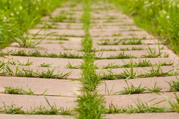 Döşemeleri Park büyüyen çimen.