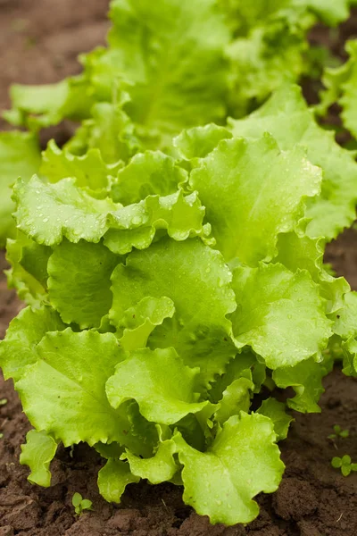 Grüner Salat wächst im Gemüsegarten. — Stockfoto