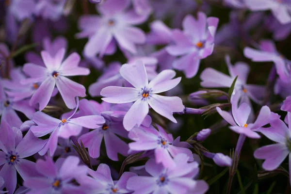 Fialové květy Phlox rostoucí v zahradě. — Stock fotografie