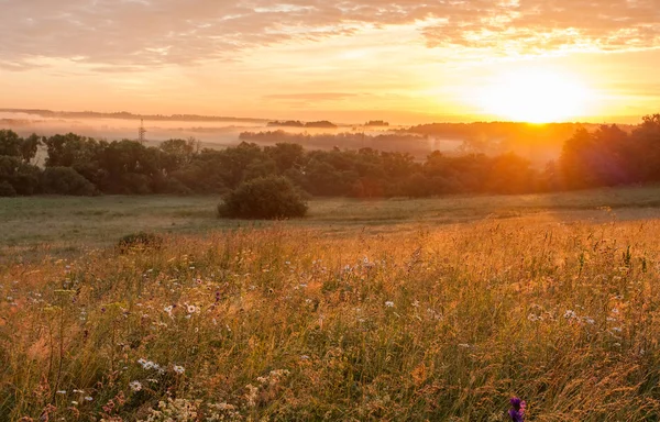 Campo de prado de flores en el campo al amanecer al atardecer . — Foto de Stock