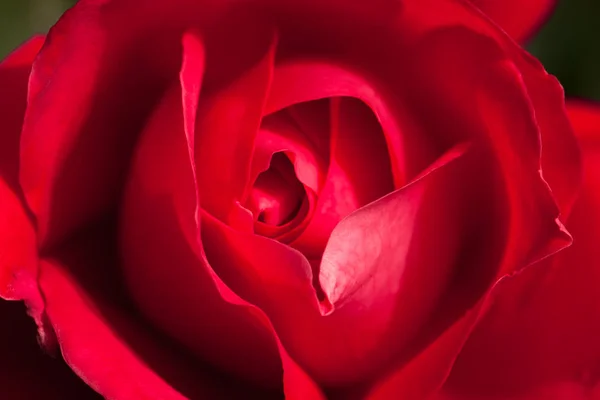 Flower Gently Red Rose In Garden.