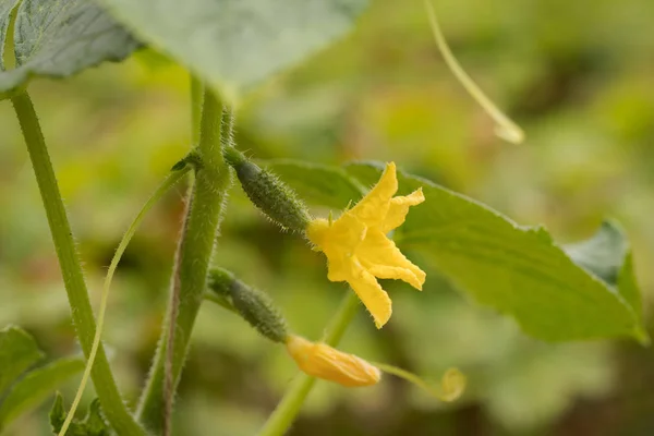 Gul blomma med blad av gurka i köksträdgården. — Stockfoto
