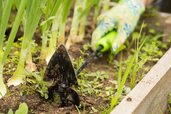 Mano de la hierba de azada de herramienta de deshierbe del agricultor en el jardín vegetal . — Foto de Stock
