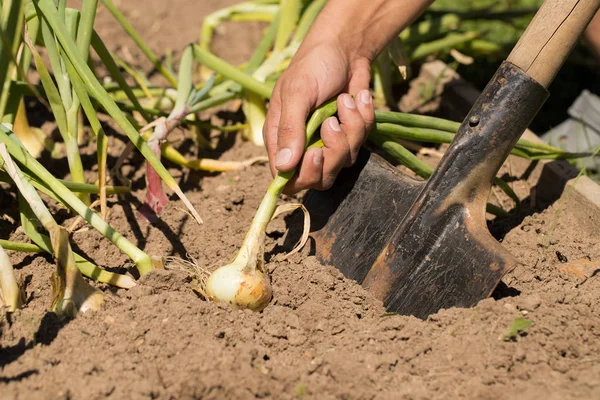 Hand des Bauern zieht Zwiebel vom Boden. — Stockfoto