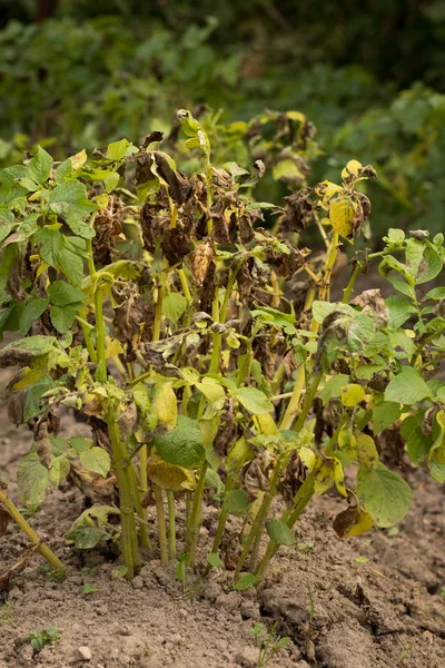 Växten av potatis som drabbade Phytophthora i köksträdgården. — Stockfoto