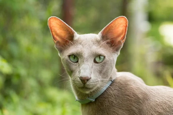 Oriental Shorthair Gray Cat În Summer Park . — Fotografie, imagine de stoc